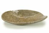 Polished Fossil Coral (Actinocyathus) Dish - Morocco #286803-1